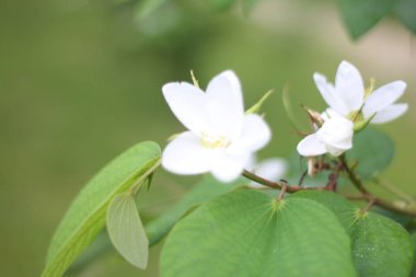 Bahçedeki güzel çiçekler
