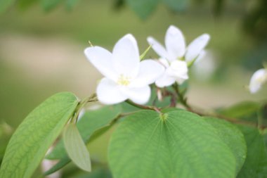 Bir dalda beyaz çiçekler
