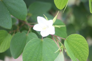 Bahçede yeşil yapraklar