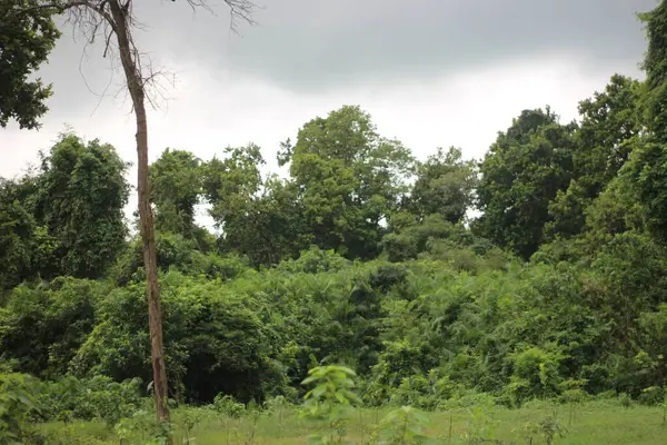 Ormanda yeşil çimenler