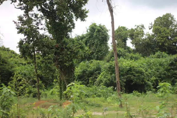 Ormanda yeşil ağaçlar