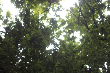 beyaz arkaplanda yeşil yapraklar