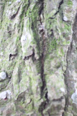 Ağacın kabuğuna yaklaş.