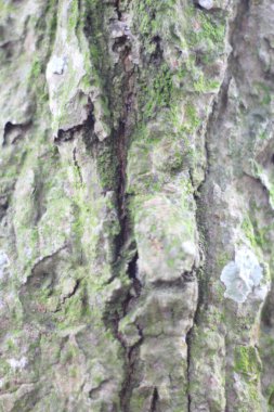 ağaç kabuğu dokusu arkaplanı