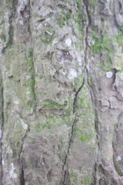 Eski ahşap doku. Doğal soyut ahşap arka plan. Klasik ahşap yüzey dokusu