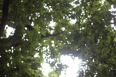 Ormanda yeşil yapraklar