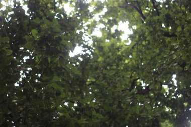 soyut yeşil yapraklar arka plan, bitki örtüsü