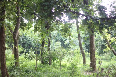 Yeşil orman ağaçları..