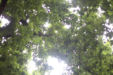 Güzel botanik fotoğrafı, doğal duvar kağıdı.