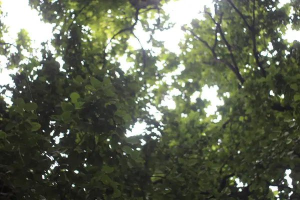 beyaz arkaplanda yeşil yapraklar