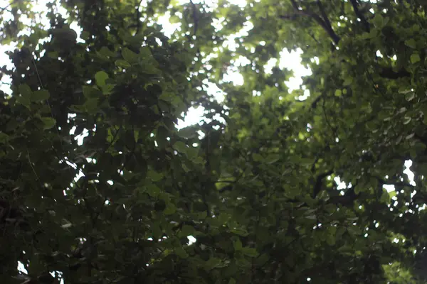 Ağaç dalları bitki örtüsü, doğa.