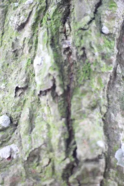 Ağacın kabuğuna yaklaş.