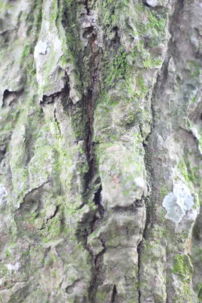 ağaç kabuğu dokusu arkaplanı