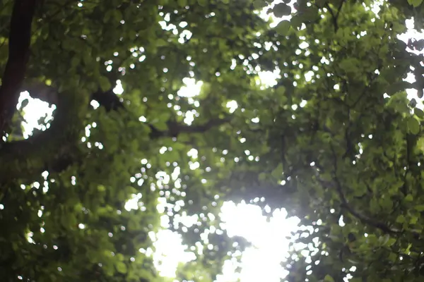 Ormanda yeşil yapraklar