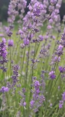 Çiçekli lavanta rüzgarda gelişir.