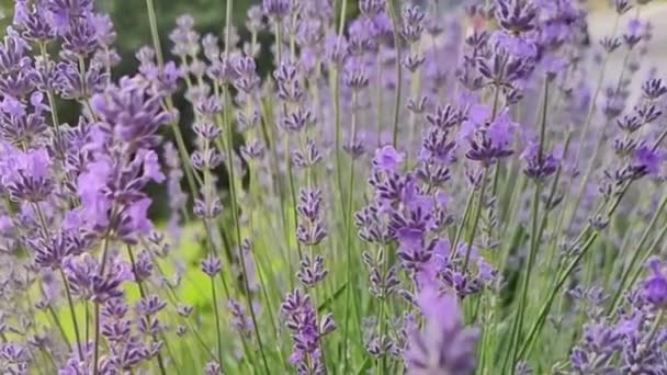 Delikat Lavendel Blommor Svajar Vinden — Stockvideo