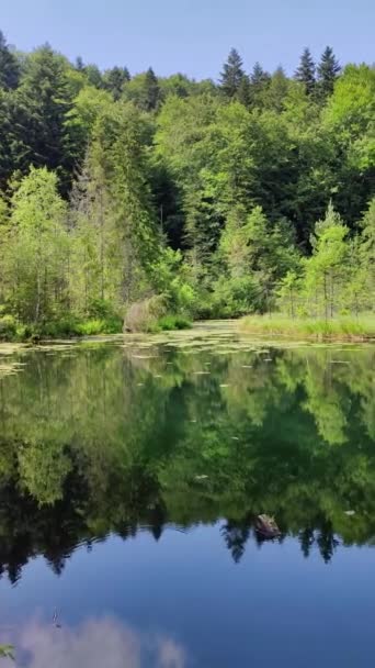 Lacul Înconjurător Copaci Parcul Skole Ydy — Videoclip de stoc