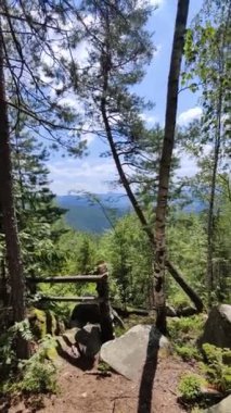 Mavi gökyüzüne karşı yeşil çam ağaçlarının dikey videosu