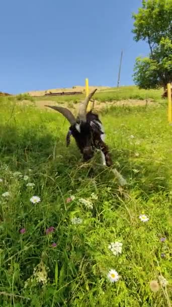 Horned Goat Grazes Flower Meadow Vertical Video — Stock Video