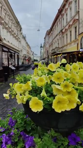 Flores Amarelas Roxas Canteiro Flores Após Chuva — Vídeo de Stock