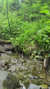 Yaz ormanında sakin bir dere.