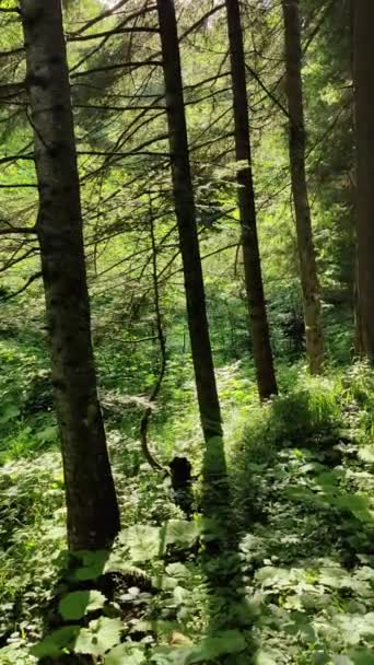 Сонячне Світло Літньому Лісі — стокове відео