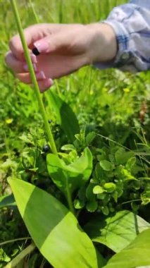 Böğürtlen toplayan bir elin yakın çekimi