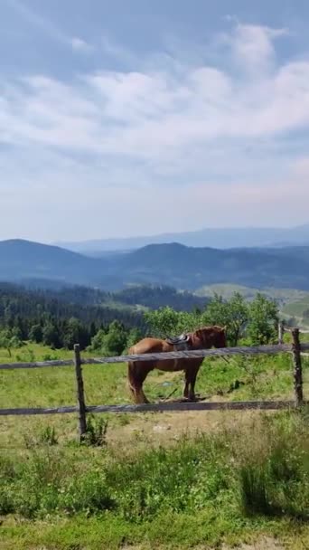 Konie Pasą Się Zielonej Trawie Górach Piękny Widok Pionowe Wideo — Wideo stockowe