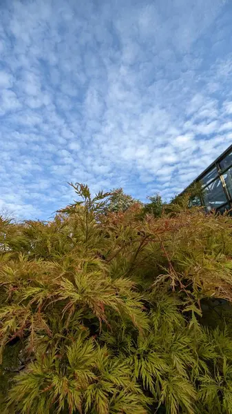 Ukrayna 'daki parkın güzel manzarası