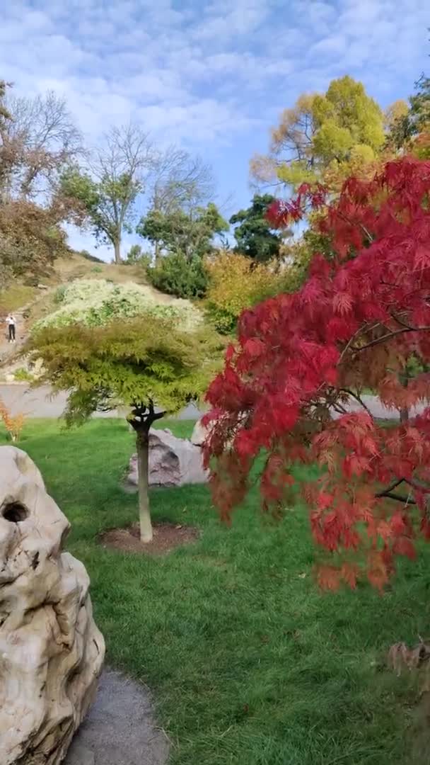 Ιαπωνικό Σφενδάμι Φύλλα Φθινοπώρου Στον Κήπο — Αρχείο Βίντεο