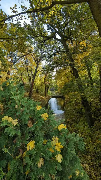 Bir göl ve renkli ağaçlarla sonbahar manzarası