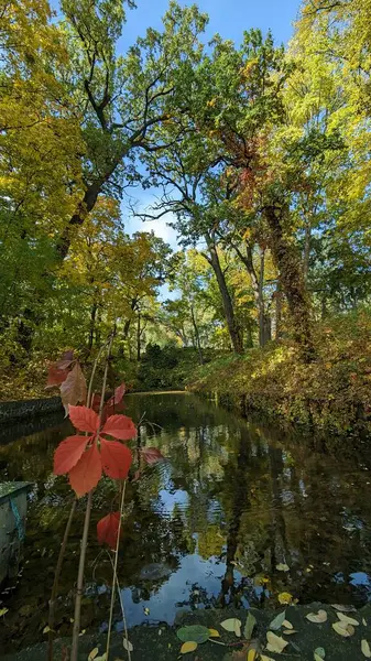 Bir ağaç ve kırmızı bir akçaağaç yaprağıyla sonbahar manzarası
