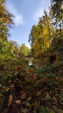 Parkta düşen sarı yapraklar