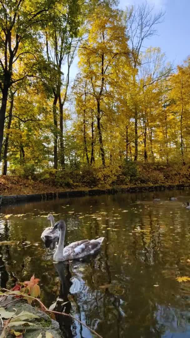 湖上的天鹅和鸭子 垂直视频 — 图库视频影像