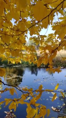 Sonbahar manzarası. Renkli ağaçlar, yapraklar ve su