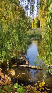 Parktaki nehir. yavaş çekim