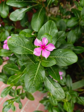 menekşe çiçeği yakın plan resmi doğal yapraklarla çekilir