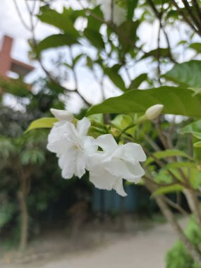 Yeşil Yapraklar Arkaplanlı Beyaz Çubuk Yasemin Çiçeği 'nin yakın çekimi