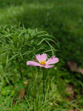 Pembe Kozmos Çiçeği Yumuşak Yeşil Arkaplanlı Çiçek 'te