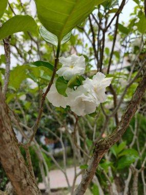Yeşil Yapraklar Arkaplanıyla Beyaz Kazı Yasemin Çiçeğini Kapatın