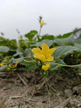 Sarı Salatalık Çiçeği 'nin Yakın Çekimi, Makro Fotoğrafçılık