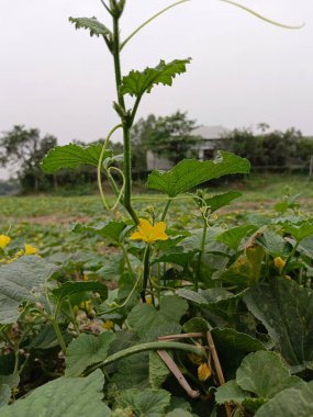 Salatalık çiçekleriyle dolu bir tarlada sarı salatalık çiçeğinin yakın çekimi, Makro Fotoğrafçılık