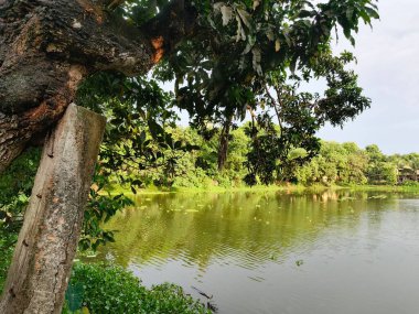 Serene Lakeside Görünümü: Berrak Yeşil Yeşiller, Sükunet Suyu, Kırsal Ahşap Posta.