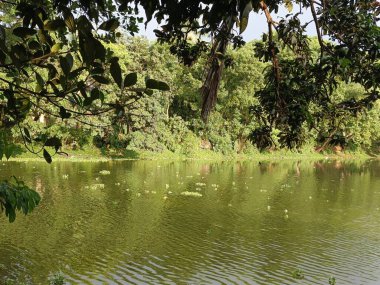 Serene Tropikal Göleti: Berrak Yeşil Yapraklar, Sakin Su, Huzurlu Ruh hali, Doğal Güzellik.