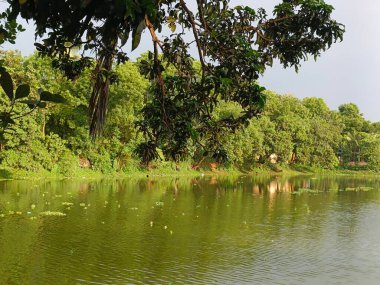 Serene Tropikal Göleti: Berrak Yeşil Yapraklar, Huzurlu Su Yansıması, Huzurlu Doğal Sahne.
