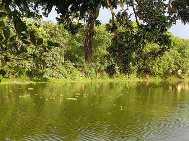 Huzurlu Göl Sahnesi: Berrak Yeşil Yapraklar, Huzurlu Su Yansımaları, Huzurlu Doğal Manzara.