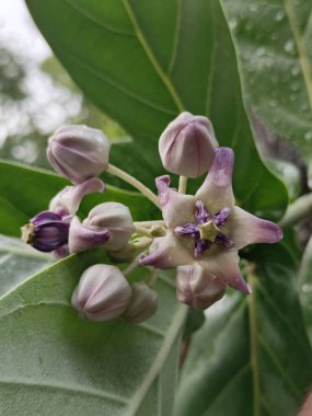 Açık olmayan tomurcukları olan, narin, çiğ taneli, soluk mor taç çiçeğinin yakın çekimi. Karmaşık detaylar ve dingin bir ruh hali..