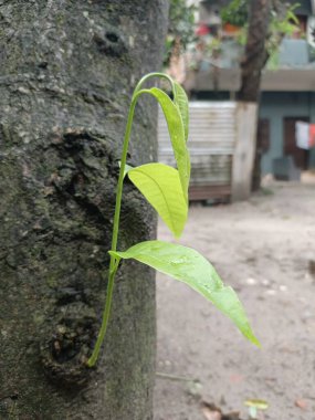 Ağaç Gövdesi 'nden canlı yeşil filizler, gür yapraklar, doğal yenilenme, umutlu ruh hali..