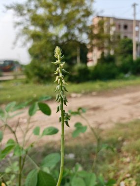 Narin yeşil bitki tomurcuğunun yakın çekimi, sığ alan derinliği, sakin doğal arkaplan.