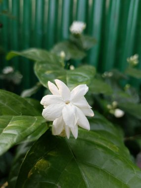 Serene White Jasmine Blossom Yakın plan: Yeşillik, Yumuşak Işık, Huzurlu Ruh hali.
